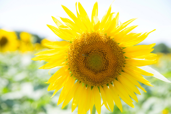 【2025年ひまわりロケーションフォト】